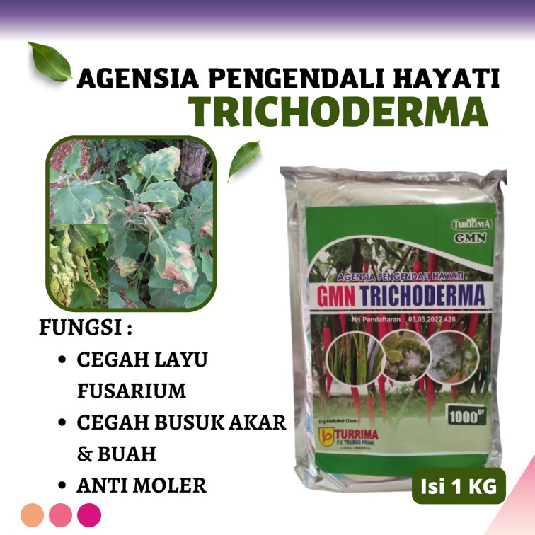 Trichoderma Hayati Cegah Layu Fusarium Pada Tanaman Cabai Pupuk Cabe