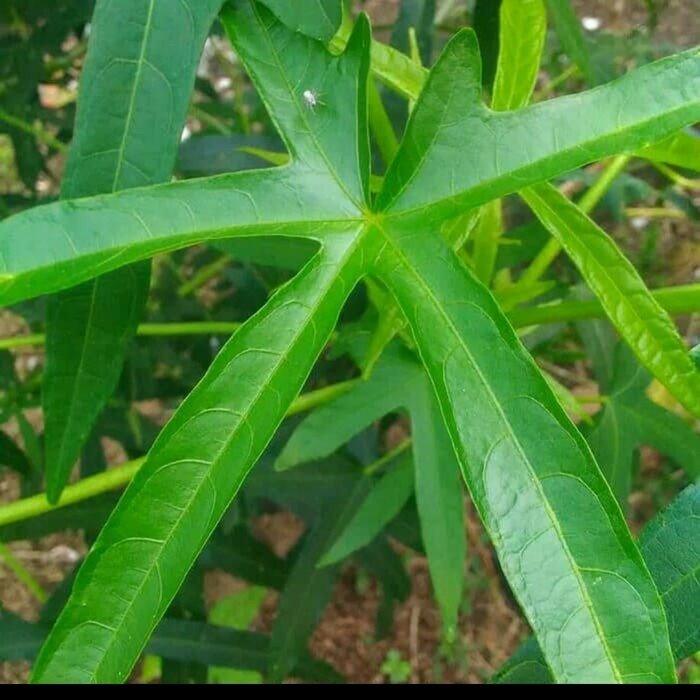 Bibit Stek Daun Gedi Pepaya Jepang Herbal Lazada Indonesia