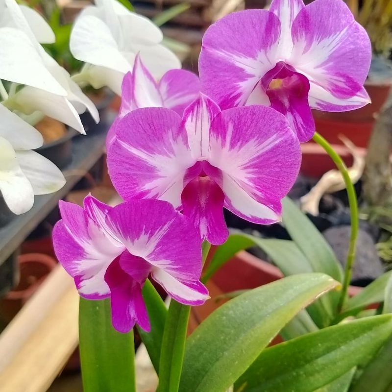 Seedling Anggrek Dendrobium Enobi Mickey Mouse Bibit Anggrek Dendrobium