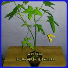 Tanaman Daun Gedi Untuk Bubur Manado Dan Mengobati Penyakit Ginjal