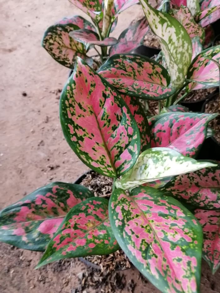 Aglaonema Dud Anjamani Tanaman Aglonema Dud Anjamani Lazada Indonesia