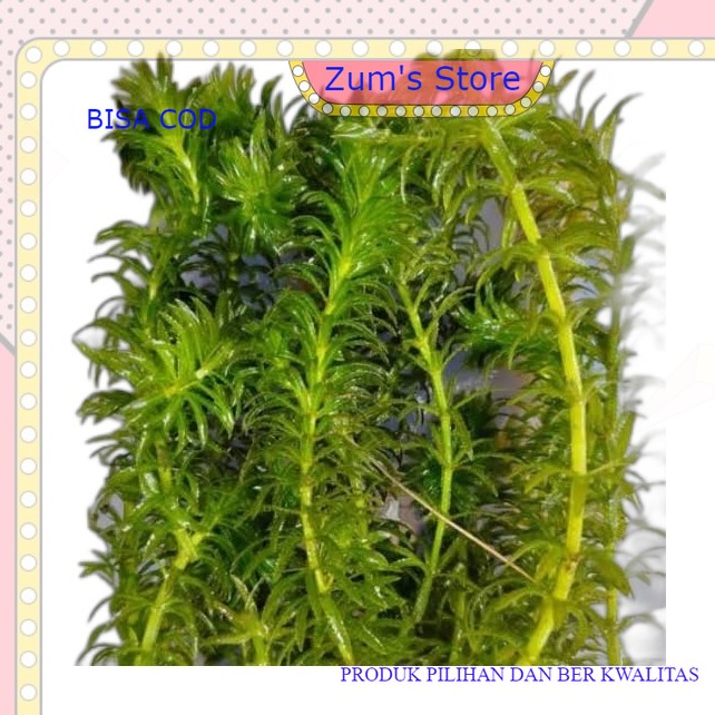 Tanaman Air Hias Aquarium Ganggang Air Hornwort Untuk Aquascape 5 Pcs