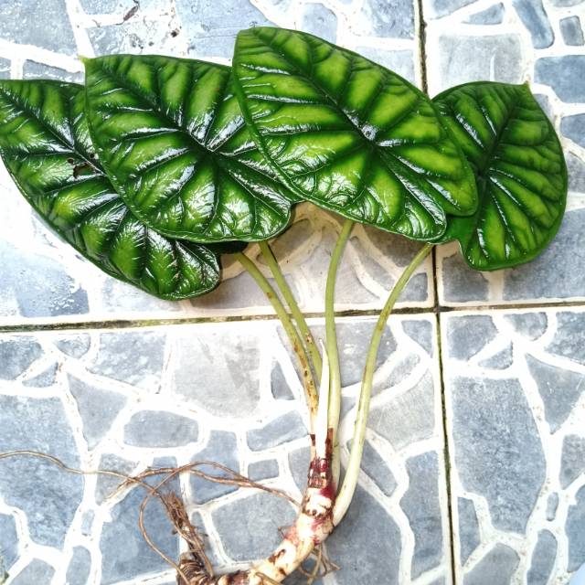 Alocasia Dragon Silver Alokasi Daun Keladi Tengkorak Lazada Indonesia