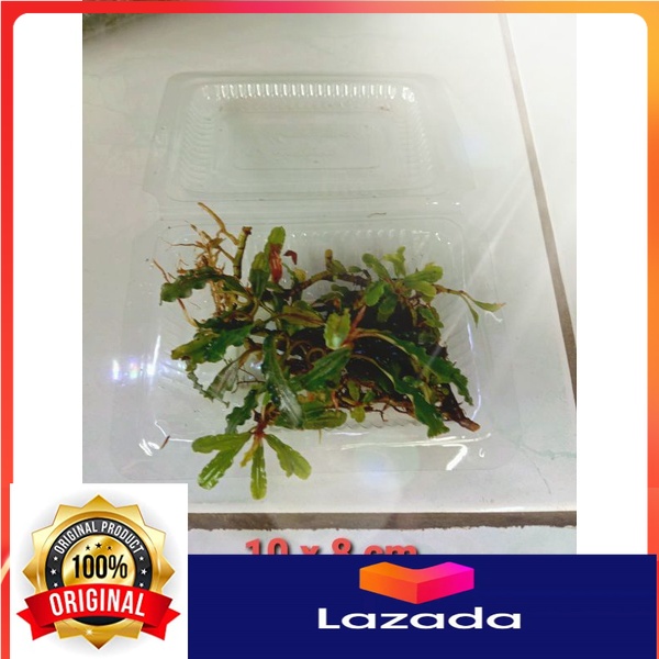 Bucephalandra Buce Tanaman Aquascape Hiasan Aquarium Lazada Indonesia