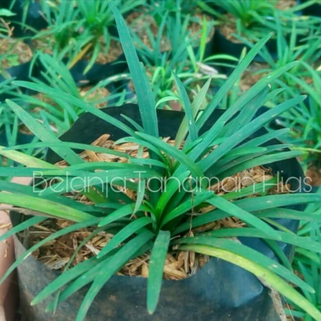 Tanaman Rumput Kucai Mini Pohon Kucai Mini Pcs Lazada Indonesia