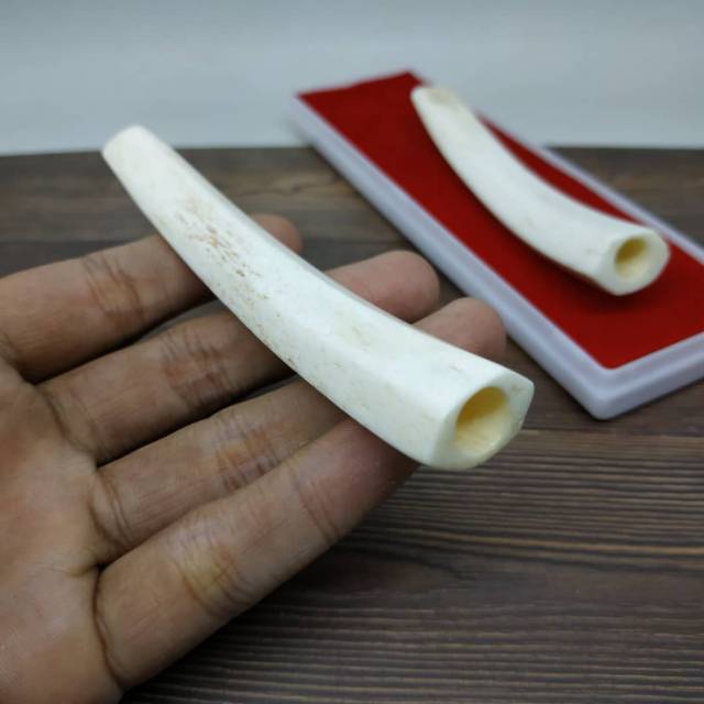 Pipa Rokok Once Tulang Iga Duyung Asli Original Inz7 Lazada Indonesia