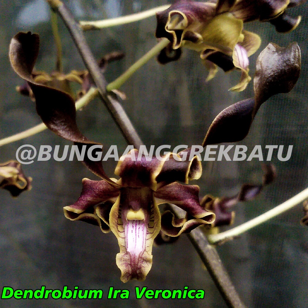 Anggrek Dendrobium Melintir Remaja Usia 9 11 Bulan Lazada Indonesia