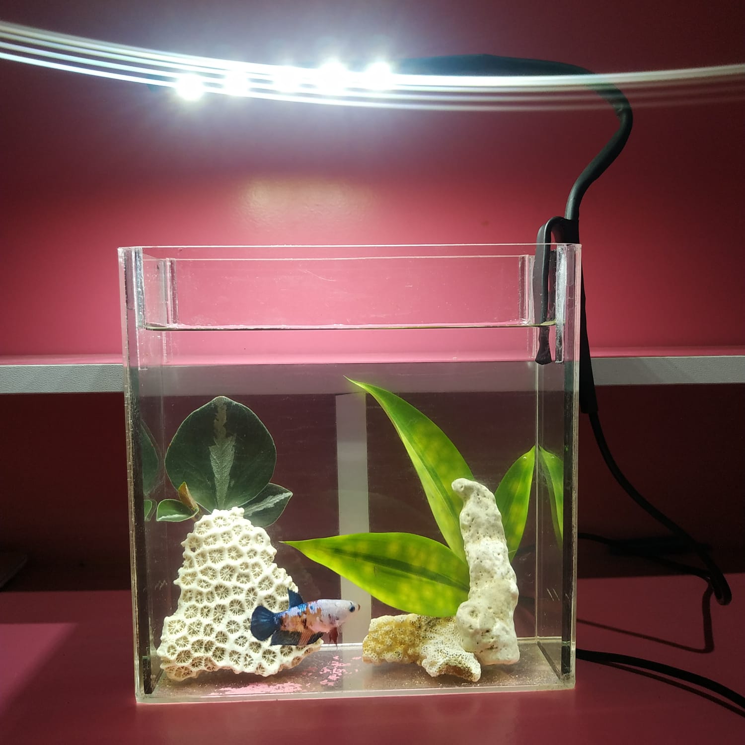 Lampu Soliter Aquarium Mini Mata Led Smd Hijau Putih Cm Lampu Ikan