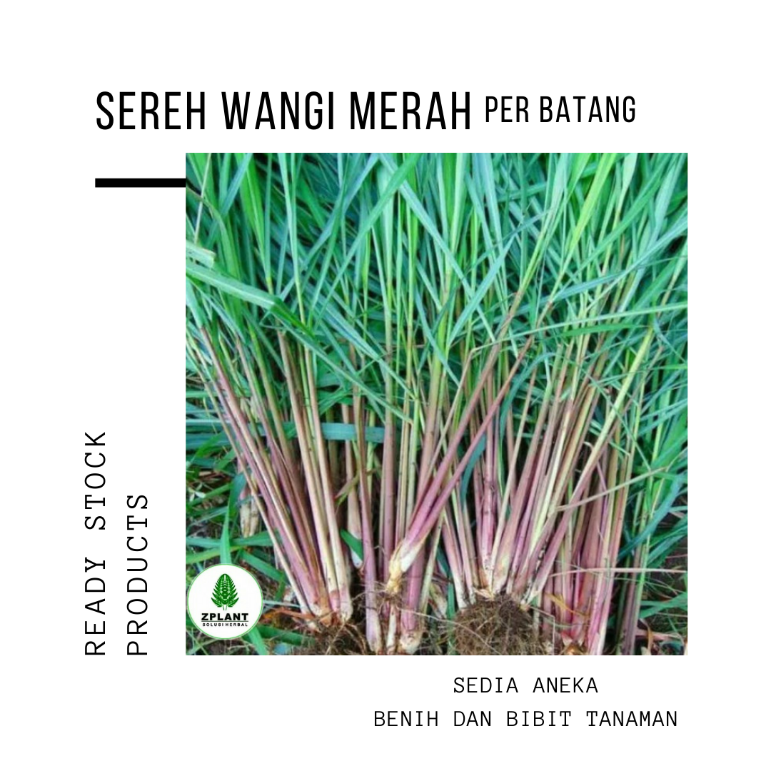 Sereh Wangi Merah Per Batang Lazada Indonesia