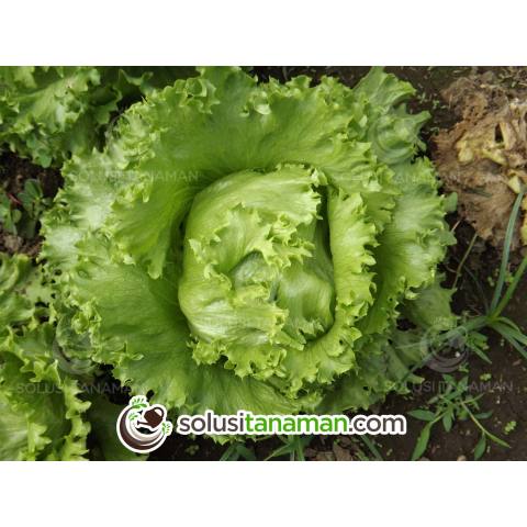 Benih Selada Krop Lettuce Great Alisan 10gr Biji Bibit benih selada krop lettuce great alisan 10gr biji bibit
