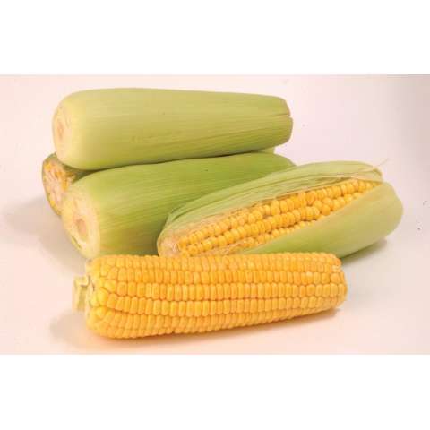 Harga Berisi 29 Biji Benih Bibit Jagung .