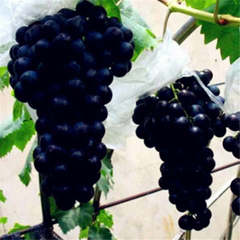 Home; berisi 5 biji benih buah anggur hitam lokal