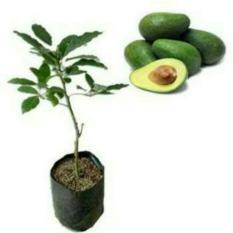 Bibit Alpukat Mentega