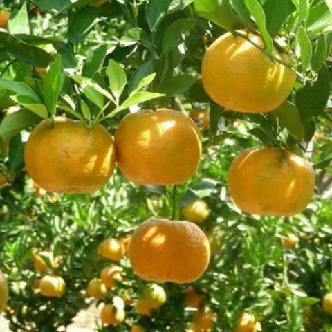 ... Bibit Buah Jeruk Siam Madu Tinggi 40cm