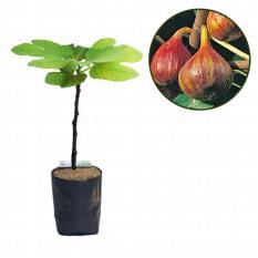 Bibit Cangkok Pohon Buah Fig Tin Ara Jenis Vern Brown Turkey