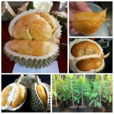 Bibit Durian Duri Hitam