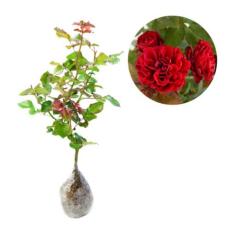 Bibit Eksotic Mawar Floribunda Merah