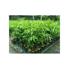 Bibit Gaharu Paket 5 Batang