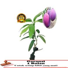 bibit tanaman buah - Mangga Irwin