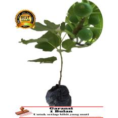 BIBIT TANAMAN BUAH - Tin Green Yordan ( Gy )