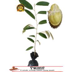 BIBIT TANAMAN Durian bangkok