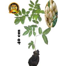 BIBIT TANAMAN kElengkeng matalada okulasi 40cm