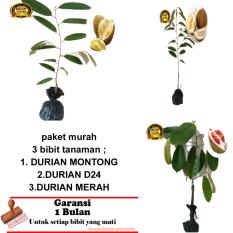 PAKET 3 BIBIT TANAMAN DURIAN MONTONG,D24,MERAH