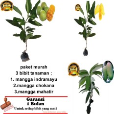 PAKET 3 BIBIT TANAMAN MANGGA INDRAMAYU,CHOKANA ,MAHATIR