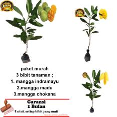 PAKET 3 BIBIT TANAMAN MANGGA INDRAMAYU,MADU ,CHOKANA