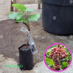 Bibit Buah Anggur Red Prince - Tinggi 20Cm