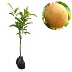 Bibit Buah Sawo Manila - Tinggi 50Cm
