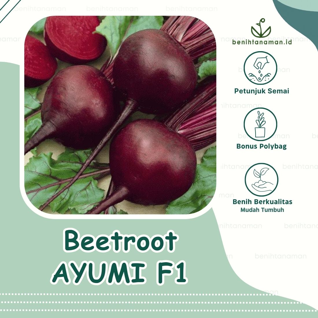 Biji Benih Buah Bit Beetroot Merah Ayumi F Lazada Indonesia