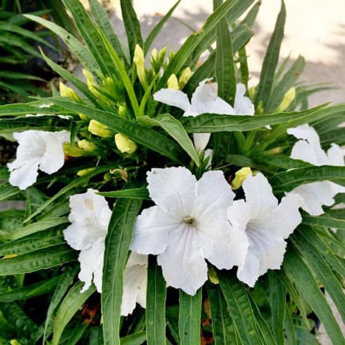 Seedcenter Tanaman Bunga Ruellia Putih Tegak Pendek Reullia Ruelia