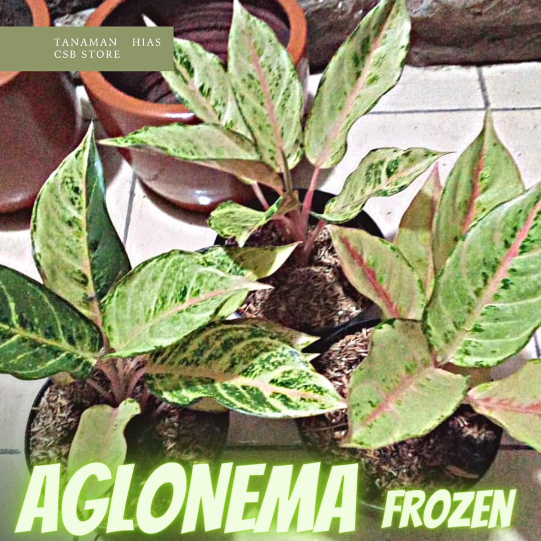 Aglonema Frozen Tanaman Hias Hidup Ukuran Remaja Dan Dewasa Lazada