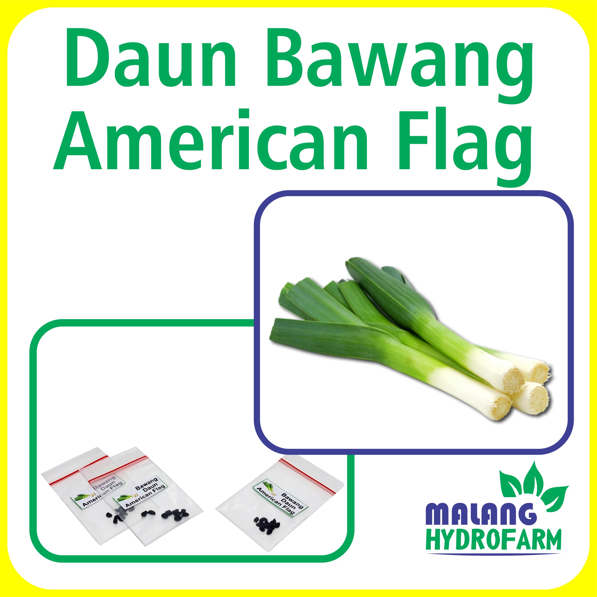 Benih Bawang Daun American Flag Unggulan Berkualitas Bibit Biji Leek