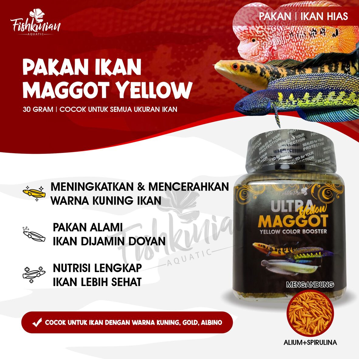 ULTRA YELLOW MAGGOT KERING PAKAN IKAN HIAS PREDATOR CHANNA LOUHAN