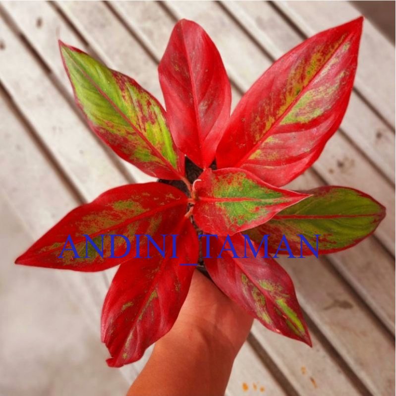 Tanaman Hias Aglonema Red Anjamani Lazada Indonesia