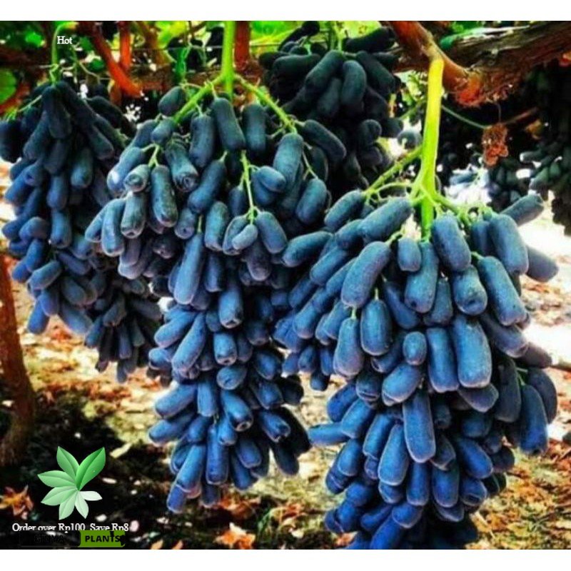 Bibit Anggur Import Moondrop Hasil Grafting Cepat Berbuah Lazada