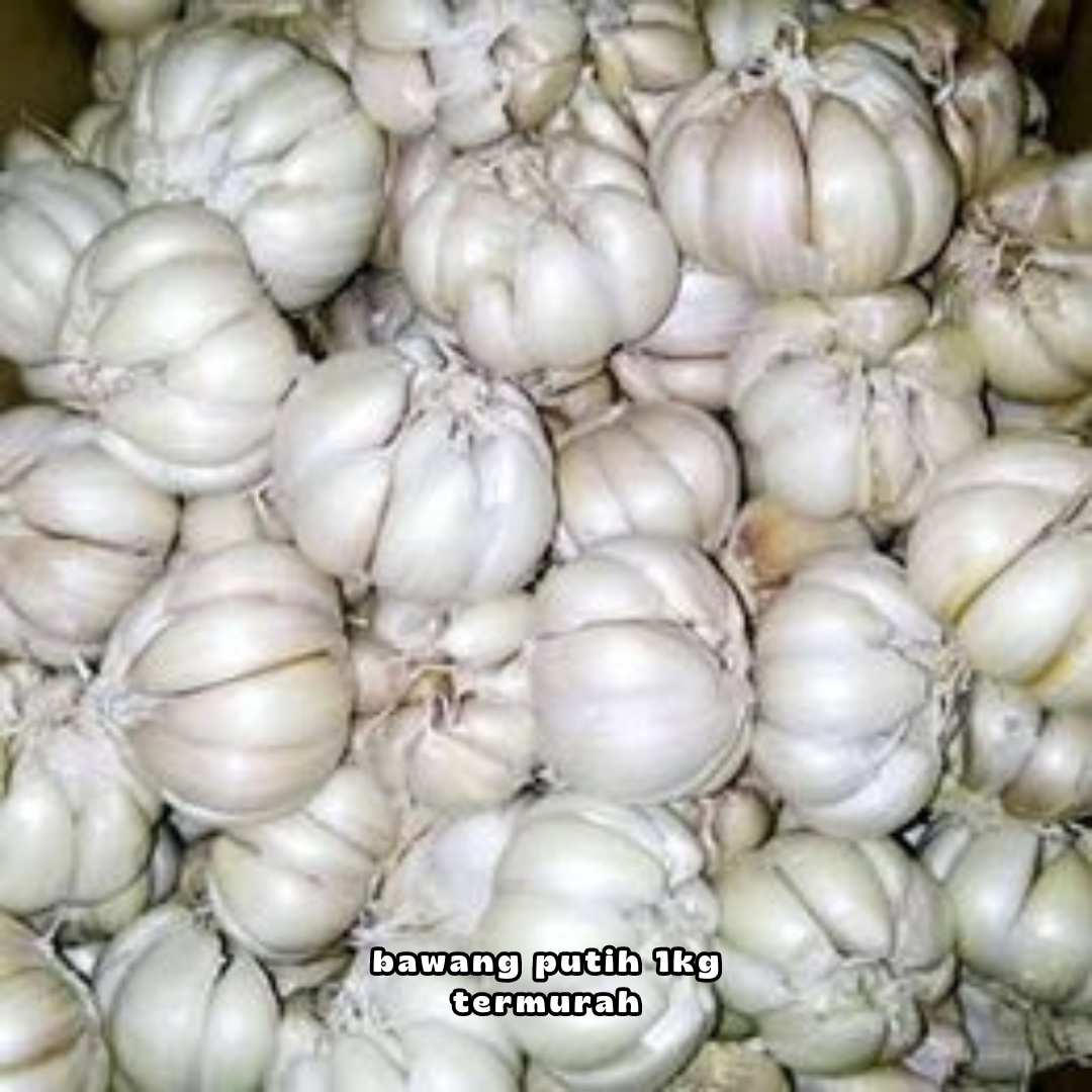 Bawang Putih Kating 1kg Bawang Putih Kating Bawang Putih 1 Kg Bawang