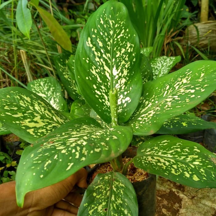 Tanaman Hias Aglonema Beras Tumpah Blanceng Beras Tumpah Sri Rejeki