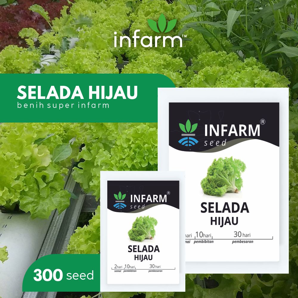 Buy 1 Take 150 Seeds Not Plants Benih Super Selada Hijau Bibit