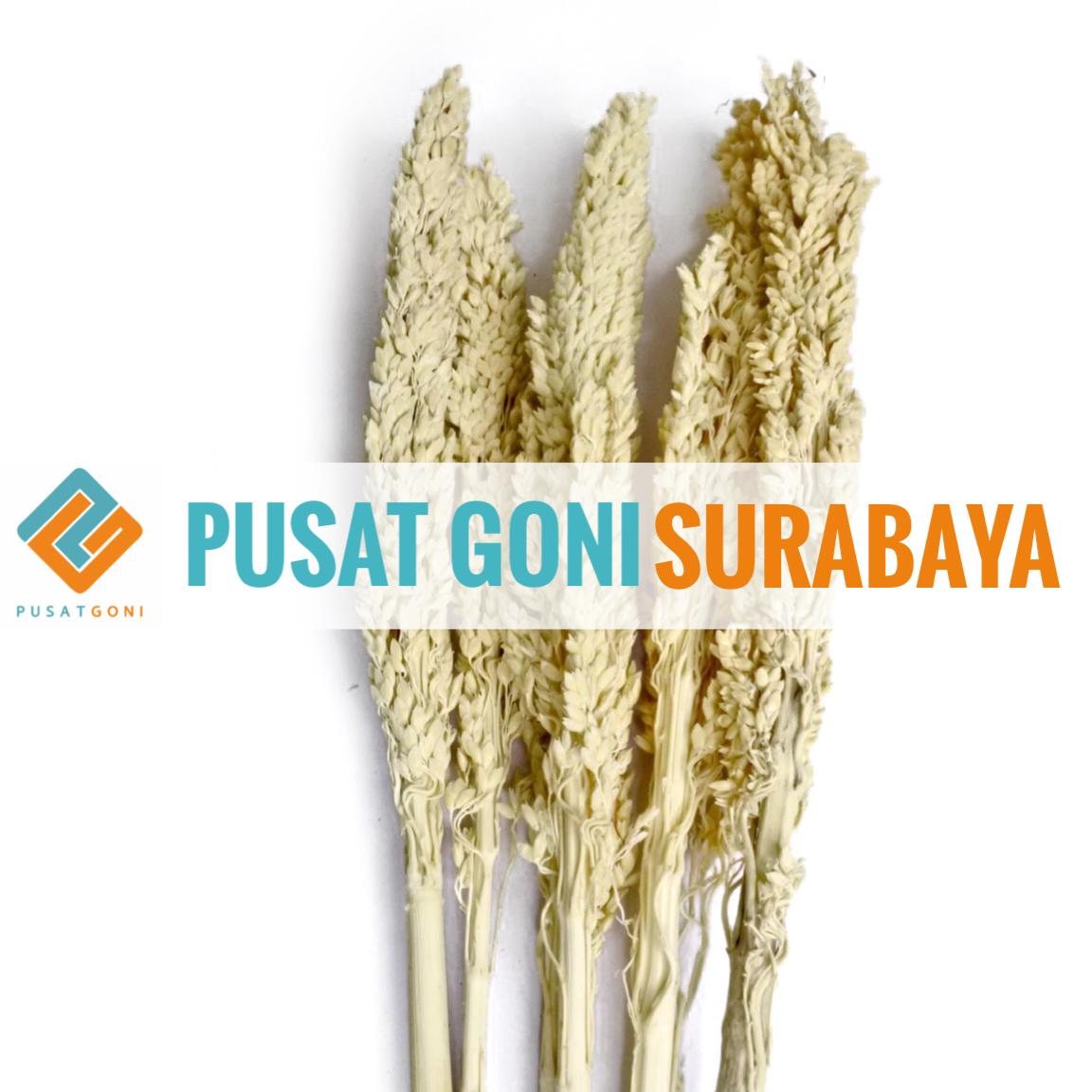 Bunga Cantel Kering Sorgum Bunga Gandum Dried Flower Dekorasi