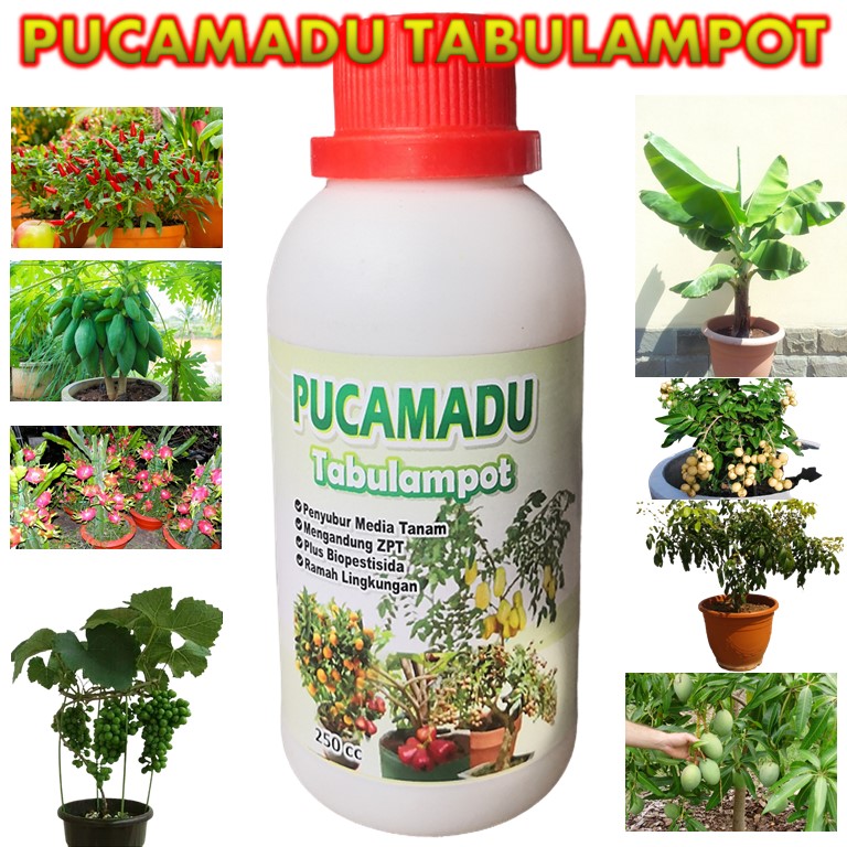 Pupuk Tanaman Buah Dalam Pot Pupuk Buah Tabulampot Berbuah Diluar