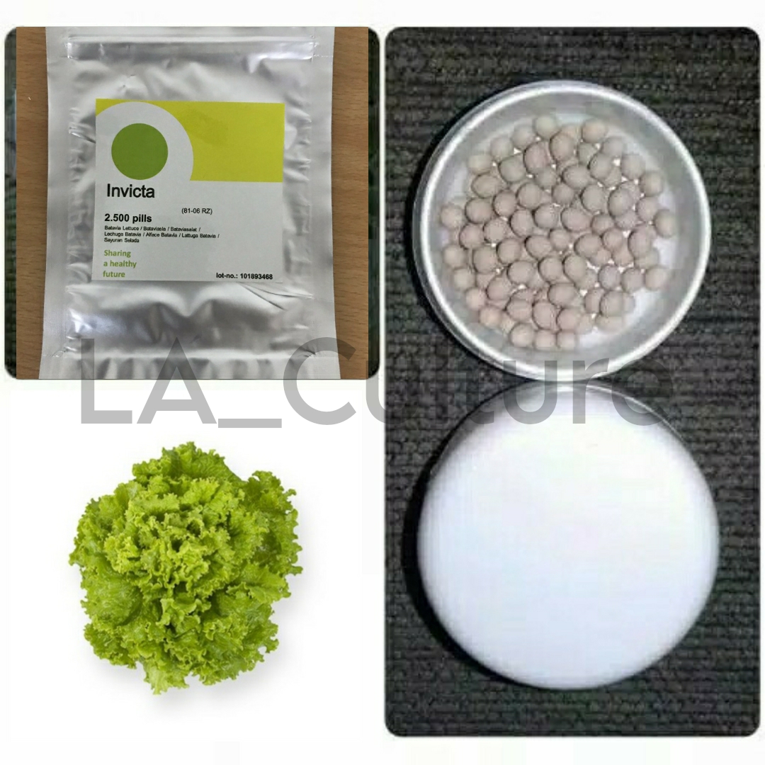 Benih Selada INVICTA RZ Repack 50 Dan 100 Pills Batavia Lettuce Rijk