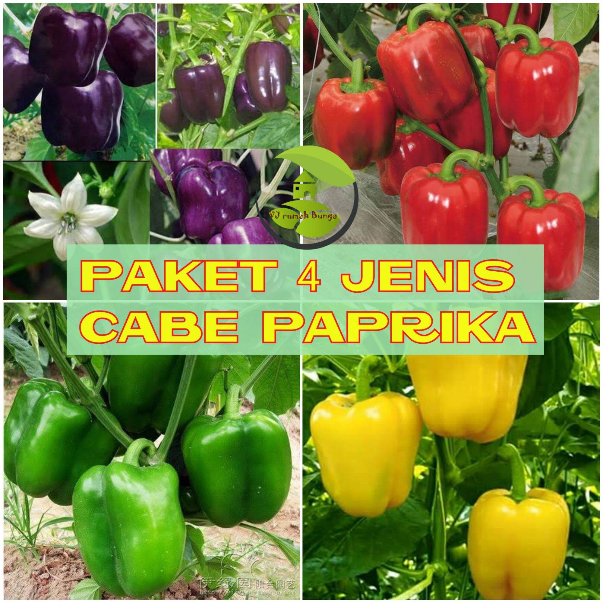 Paket Benih Jenis Cabai Paprika Cabe Paprika Lazada Indonesia