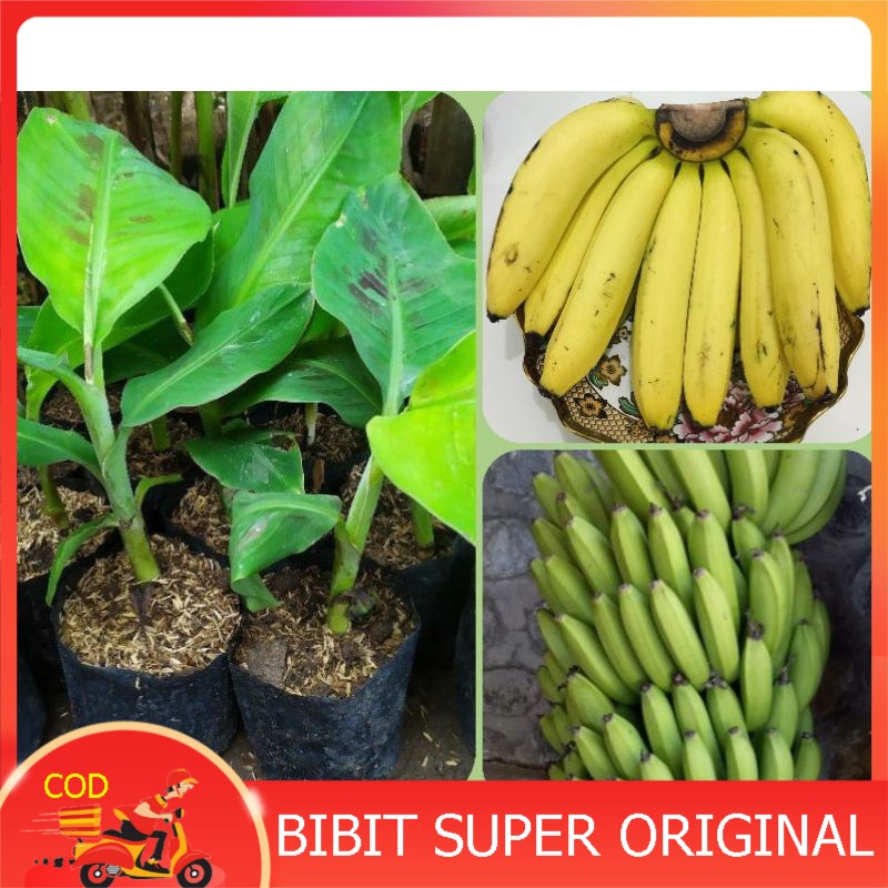 Bibit Pisang Ambon Kuning Super Hasil Culture Jaringan Lazada Indonesia