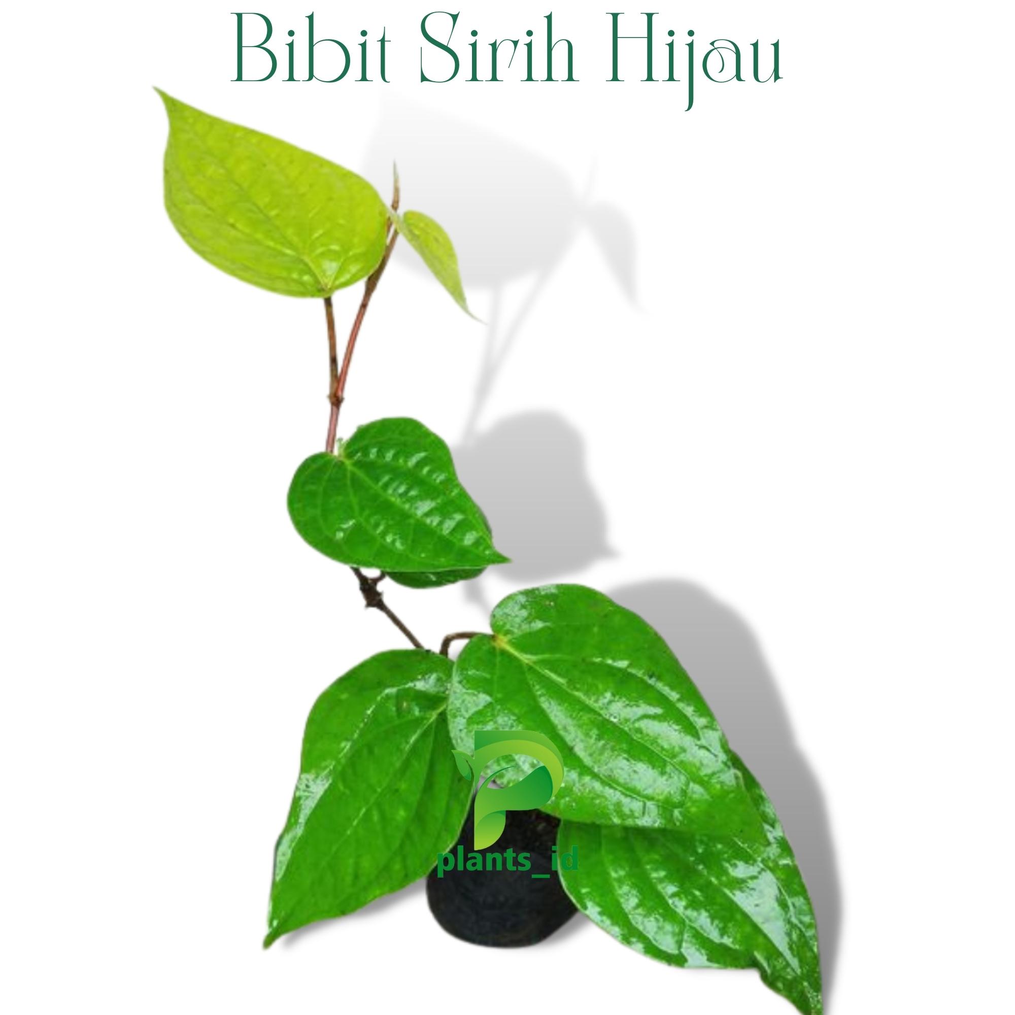 Bibit Tanaman Sirih Hijau Bibit Tanaman Herbal Herbals Sirih Hijau