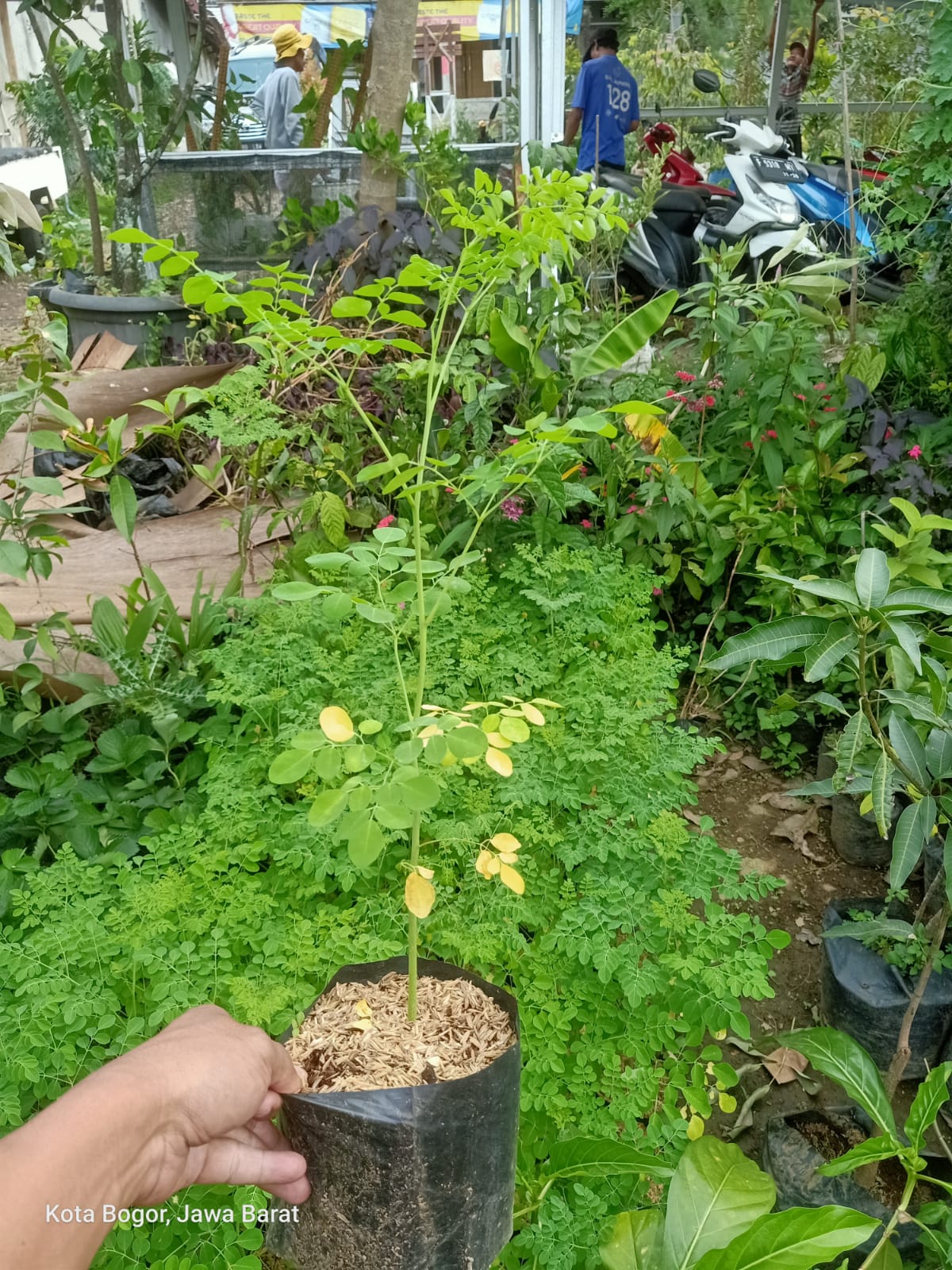 Bibit Kelor Pohon Kelor Tanaman Kelor Moringa Oleifera Daun Kelor