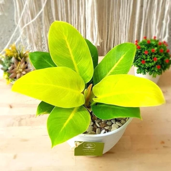 Philodendron Lemon Tanaman Hias Philo Lemon Tanaman Indoor Outdoor