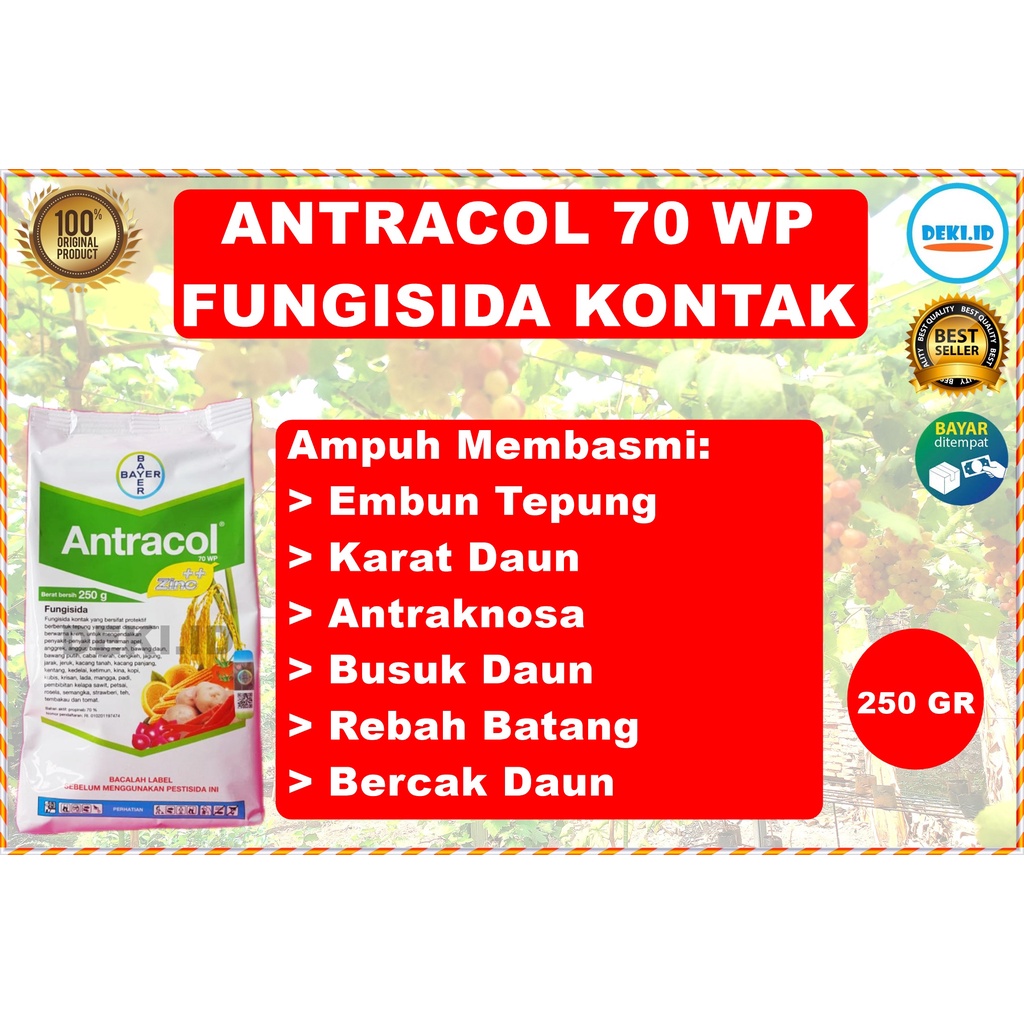 Fungisida Kontak Antracol 70WP Plus Zinc 250Gr Obat Pembasmi Hama Jamur